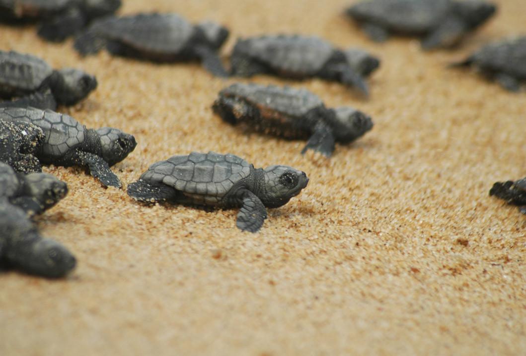 Some 1,400 turtle hatchlings reach sea at Antalya beach