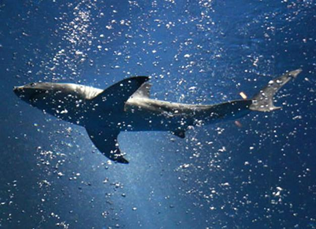 Sharks make Aussie golf course lake a real hazard