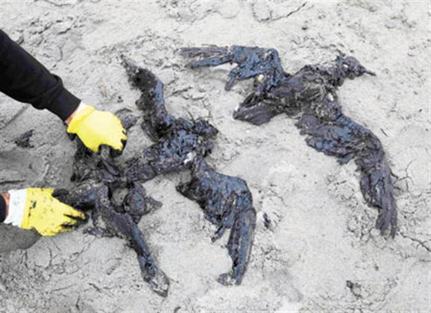 ‘Oil slick in N Zealand may spread’