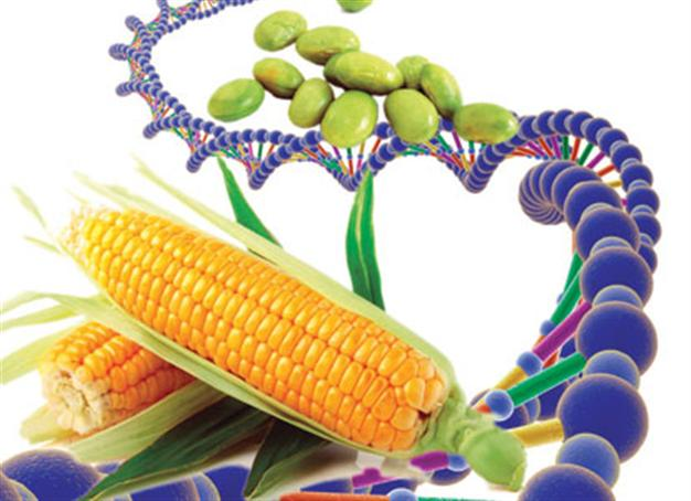 Ten more GMO feed on Turkey’s doorstep