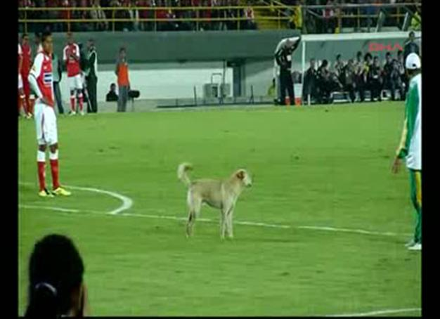 Uninvited guest halts football match