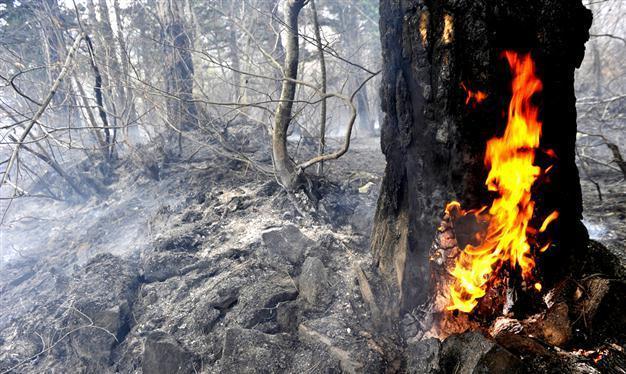 Fire damages forested area near Turkish ski resort