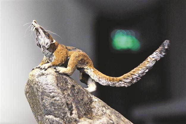Prehistoric mammal skulls discovered in Argentina