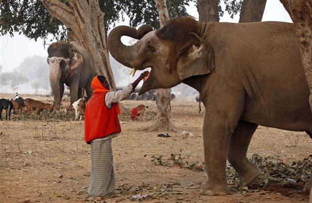 India temple elephants sent on rejuvenating holiday