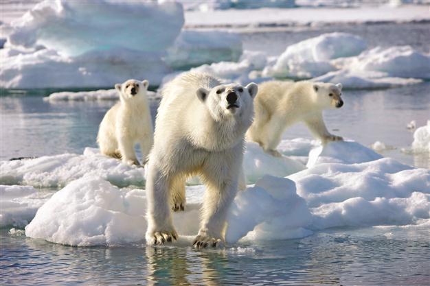 BBC rejects criticism over polar bear cubs
