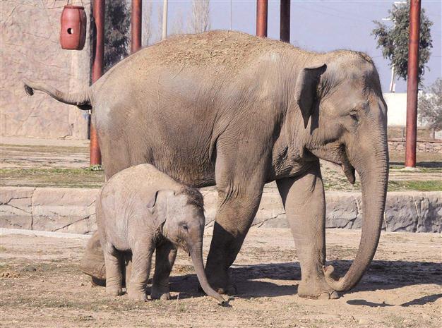 İzmir home to animals in danger of extinction
