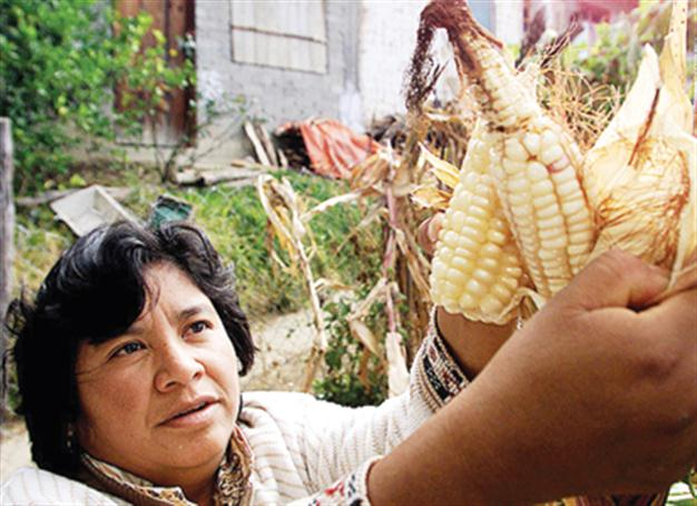 US asks Turkey to change GMO regulation, daily says