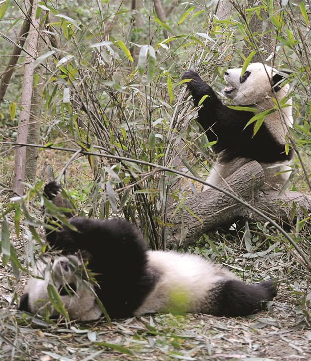 Chinese panda loan to France top secret