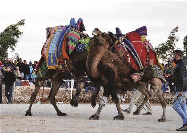 Camel Wrestling Festival in Ephesus