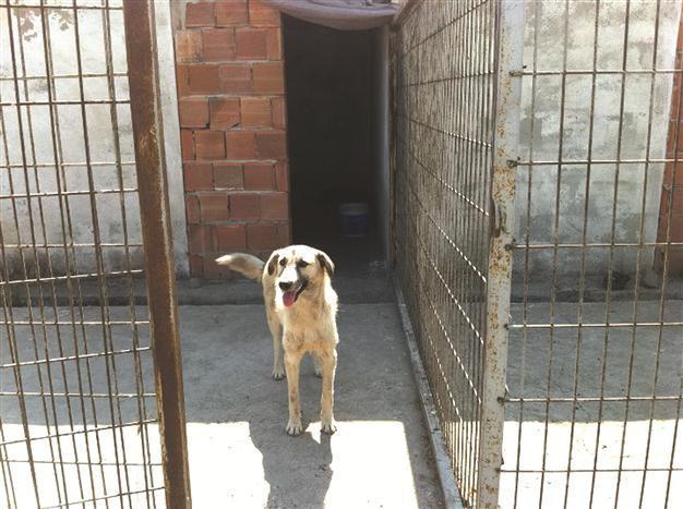 Volunteers seeking municipal support for animal shelter