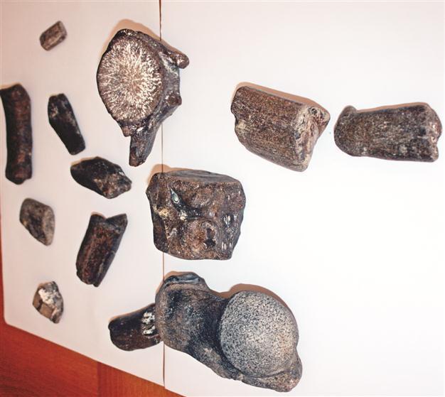 Whale fossil found in Turkey for first time