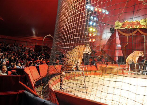 Nine bears die in Ankara circus fire