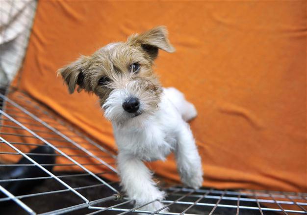Spanish pets head to church for blessing