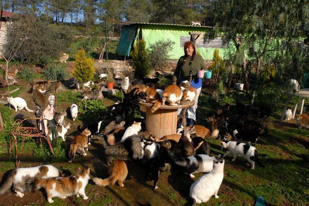 British ‘mother of cats’ tends to strays at her shelter in Marmaris