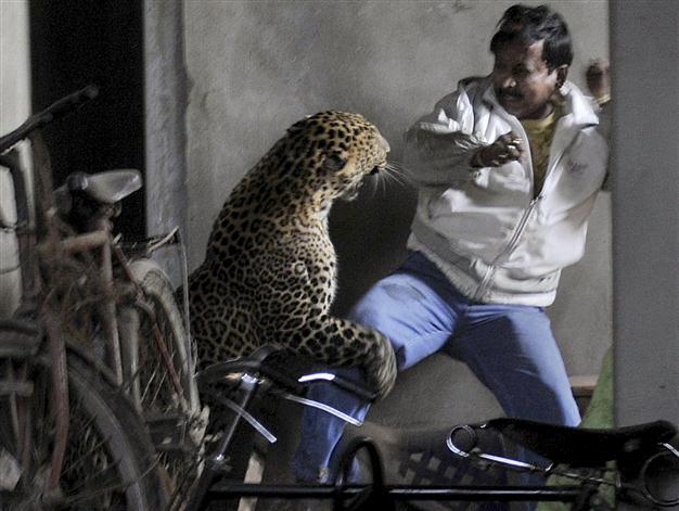 Leopard kills man, scalps another in Indian city