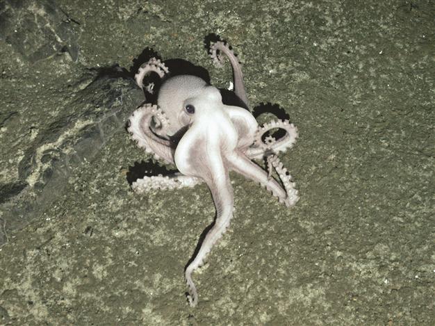 ‘Lost world’ of sea life thrives in Antarctica