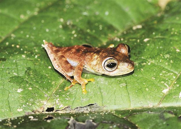 South American forest revealing 46 new species