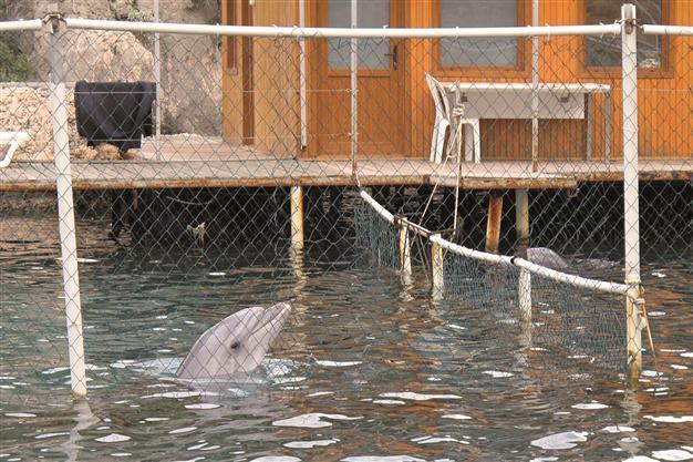 Activist struggling for dolphins of Kaş