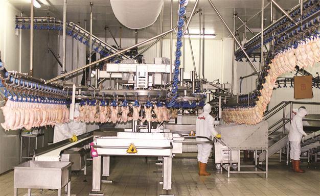 Domestic poultry headed to Saudi Arabia