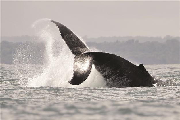 Motor noise boosts stress in whales