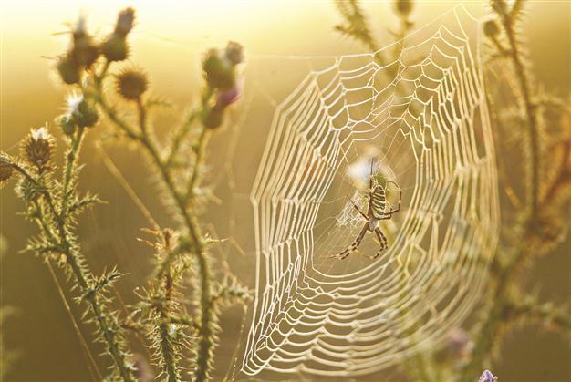 Not just threads but design makes spider webs strong