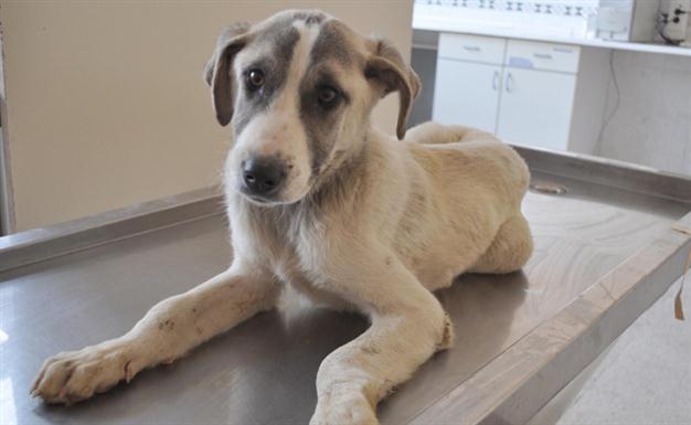 Students that injured dog suspended from school in Turkish capital