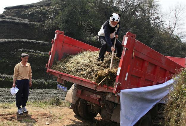 Poo for tea Chinas pandas brew a top drop