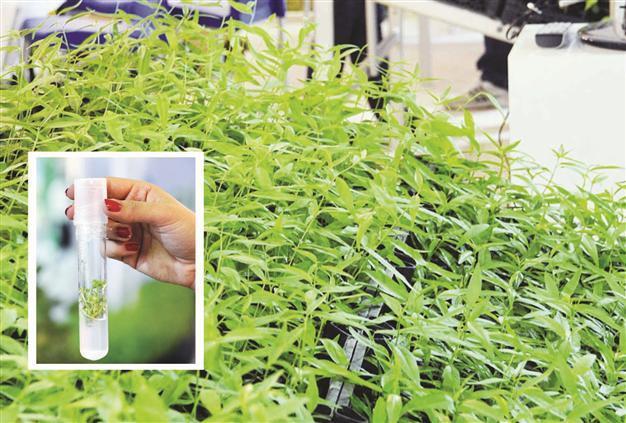Rootstocks produced by cloning in Turkey
