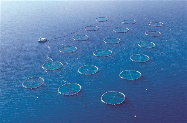 Kılıç Deniz aquaculture firm wants to go public