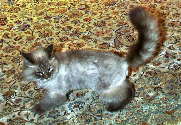 My cat is safe, Medvedev assures Russia