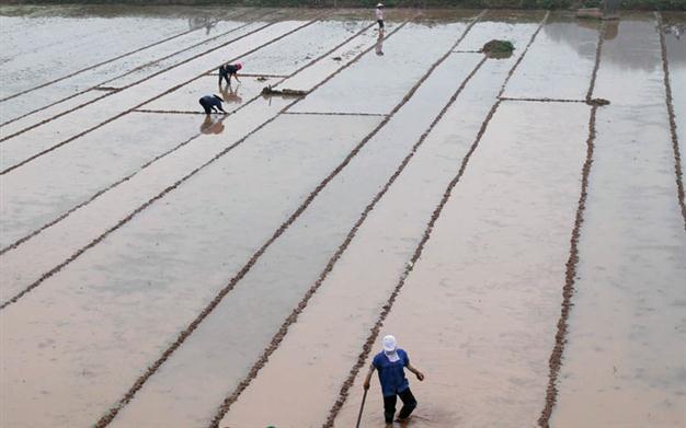 Iranians failing to pay for Indian rice
