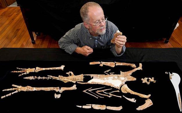 26 million years later, extinct giant penguin constructed