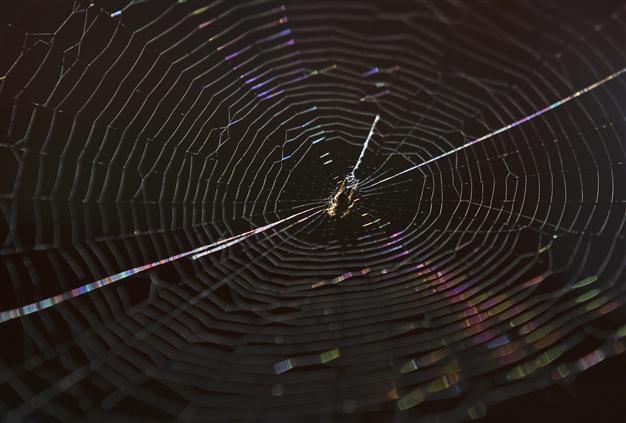 Spiders on the move in flood-ravaged Australia