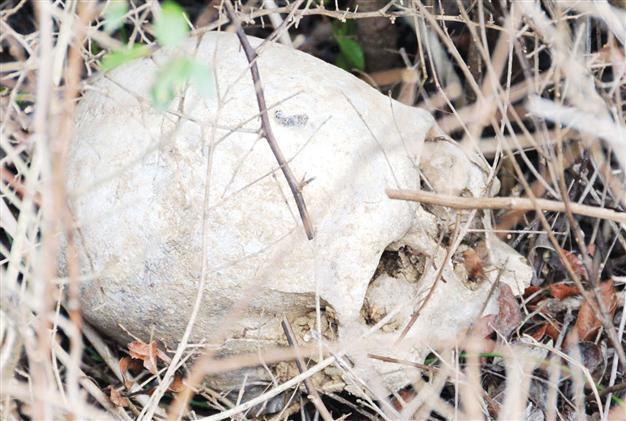 Bones of Anzac soldiers surface at Turkish cemetery
