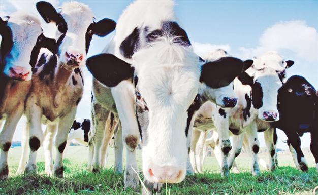 Turkey to comply with EU in livestock bourses
