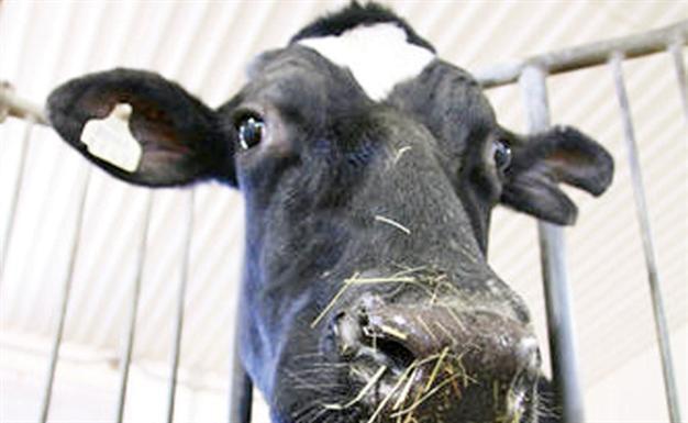 Canadian cow breaks milk record