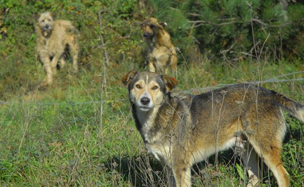 Stray dogs kill Iranian man in Turkish capital