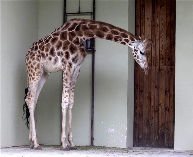 Giraffes die from stress as vandals terrorise zoo