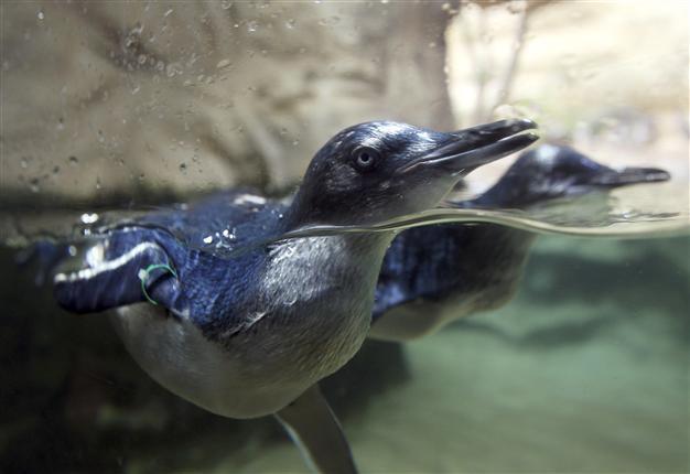 Kidnapped penguin Dirk rescued from sharks, dog