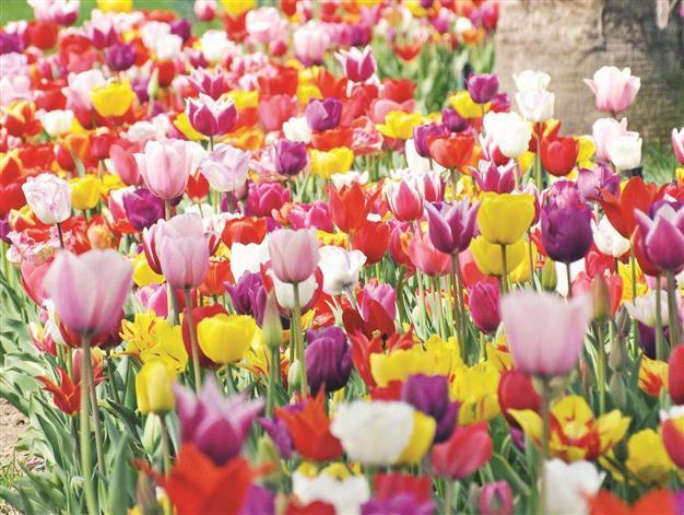 Tulips mark return of spring to Istanbul