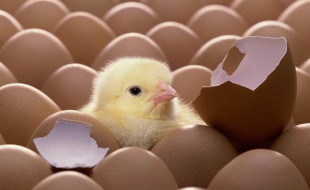 Uzbekistan pays doctors wages with chicks