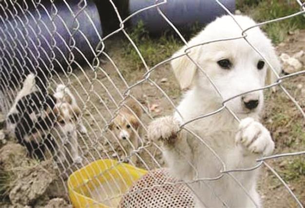 More measures on the way for animal rights