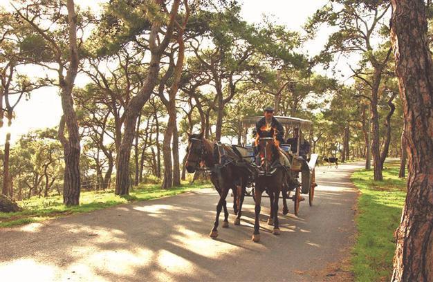 Island horses to be monitored by chips
