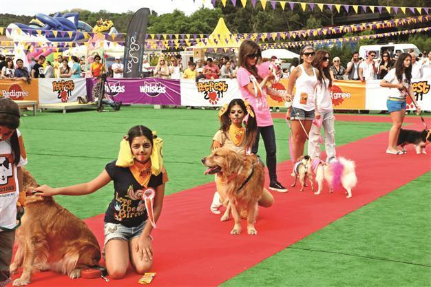Festival for dogs and their owners to benefit charity