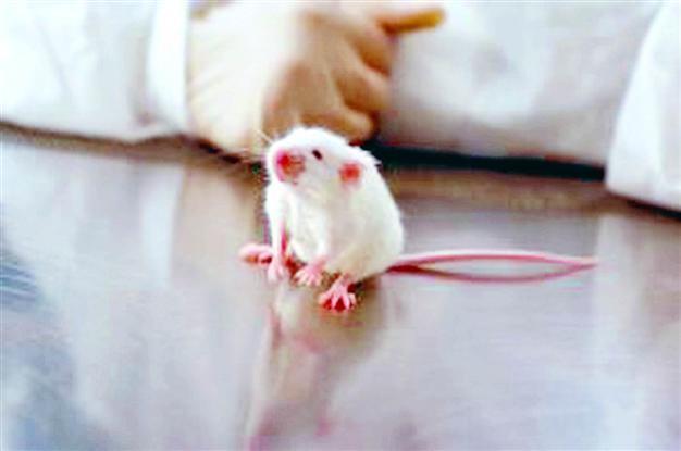 Two hit by shotgun during mouse hunt in Turkey