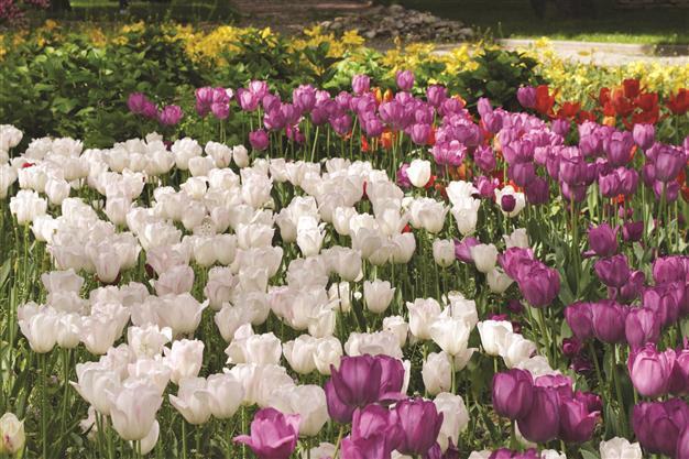 The Ottomans and tulips