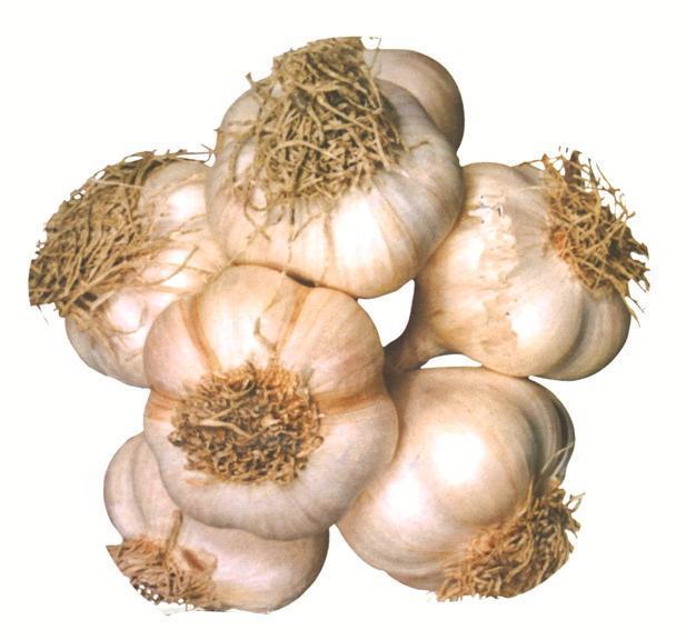 Farmers plant 20 pct more garlic