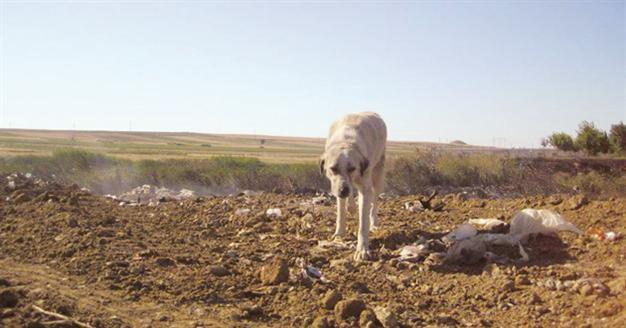Volunteers demand proper shelter after dogs die in fire