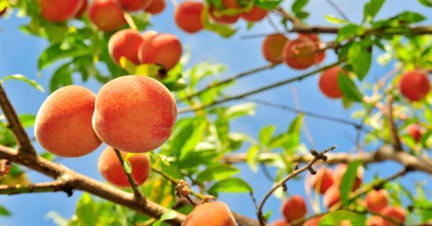 Peach disrupts Turkeys match-fixing court hearing