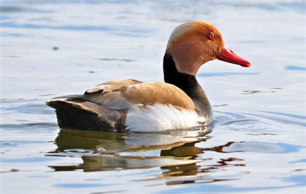 Mogan Lake offers unique beauty to bird watchers